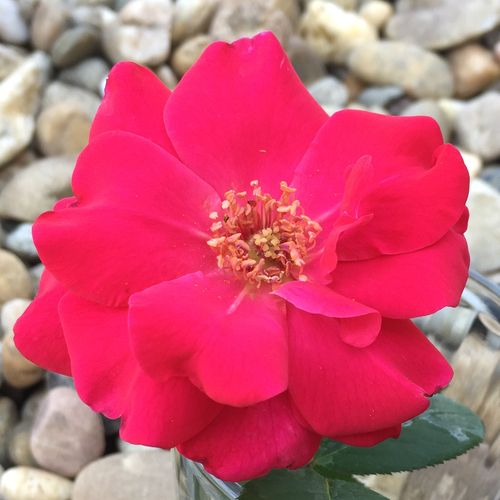 Rosen Online Shop - floribundarosen - rot - Rosa Anne Poulsen® - diskret duftend - Poulsen, Svend - Bildet einen angenehmen Kontrast zu gelbgrünen Blättern und blumen, passt auch gut zu roten und lilafarbenen Blumen.